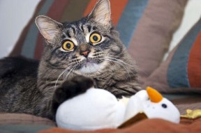 开云电竞登录-“德甲天王战不断，领跑队伍状态火热”，德甲所有队伍