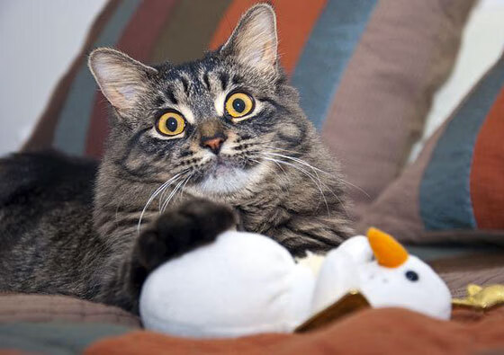 “德甲天王战不断,领跑队伍状态火热”,德甲所有队伍